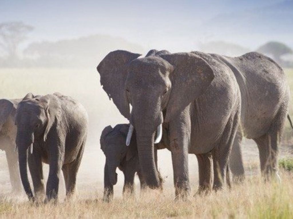  South African safari