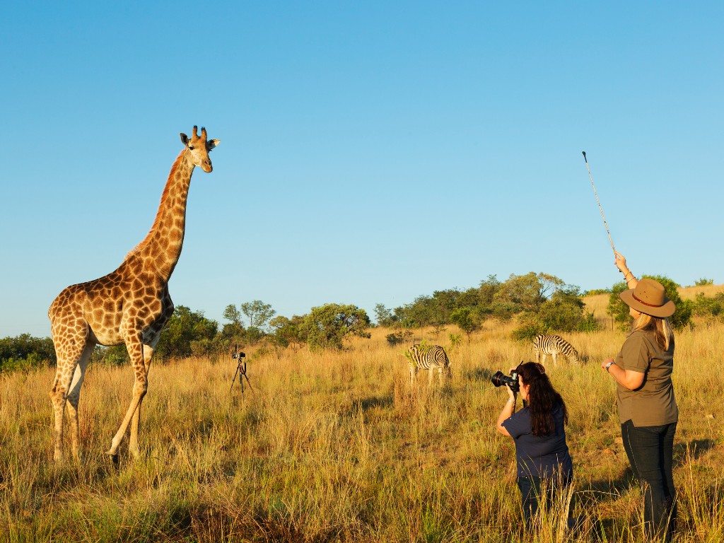Safari's in South Africa