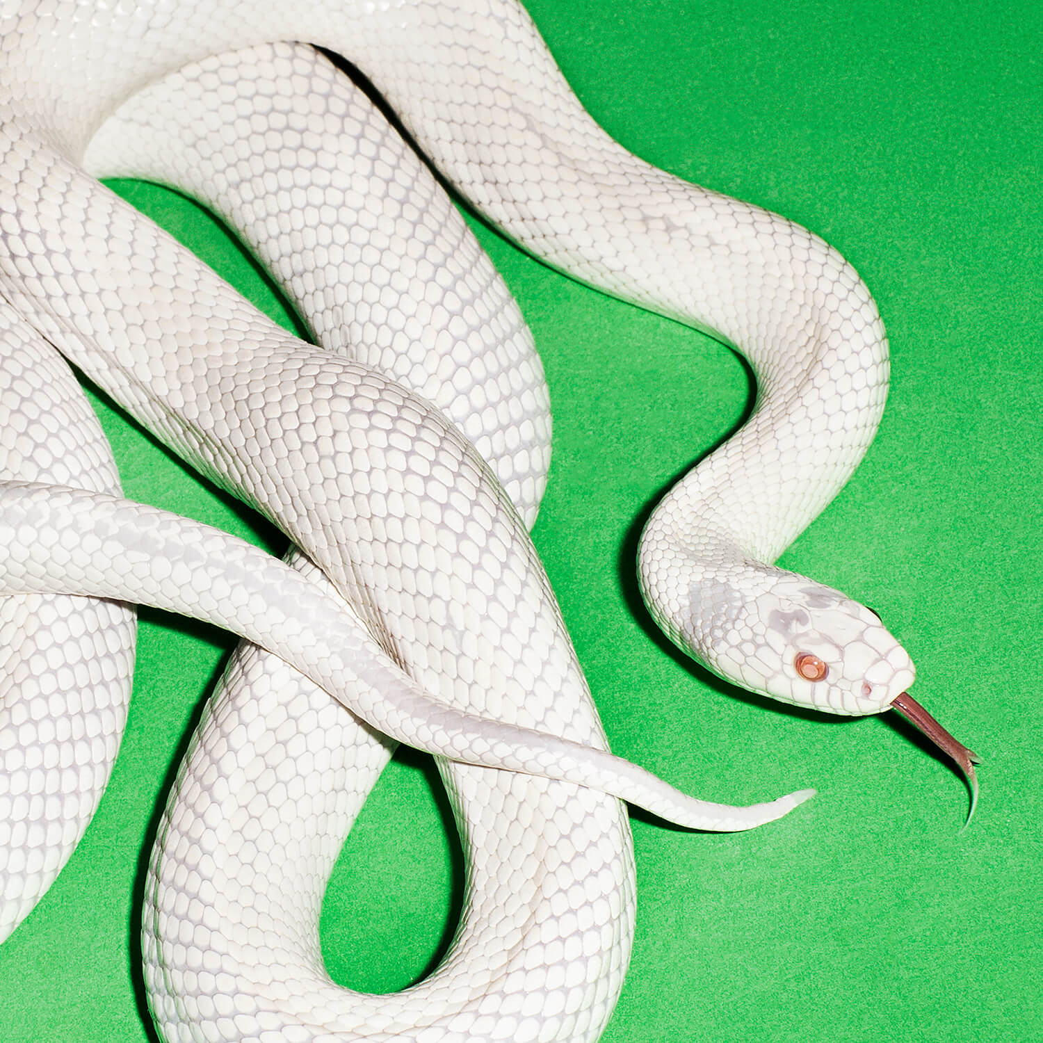 Deftones - Private Music album cover