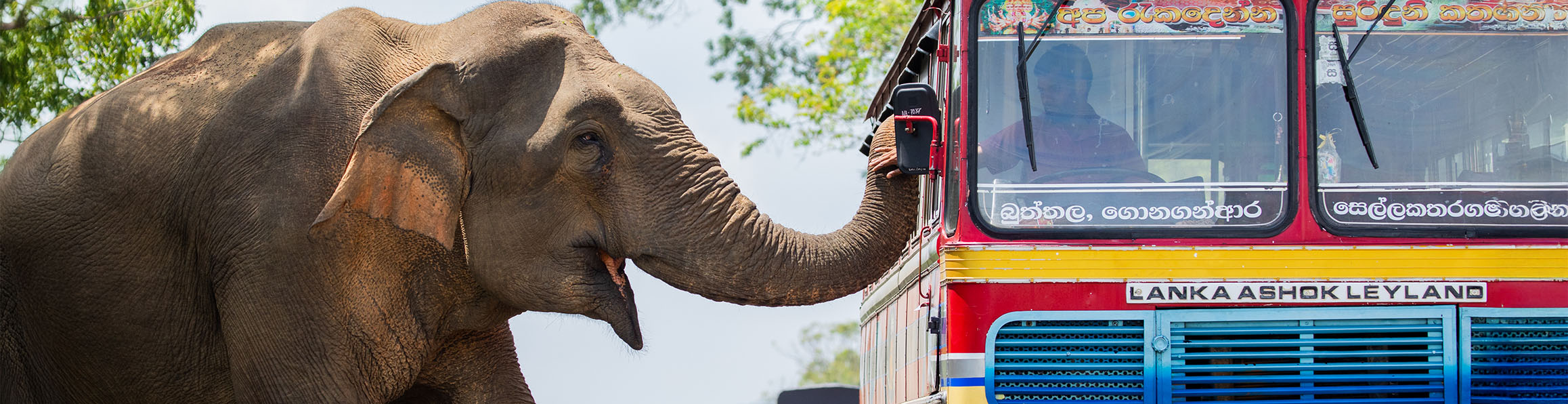 An image of an Elephant reaching its trunk out to a bus, from the TV show Asia