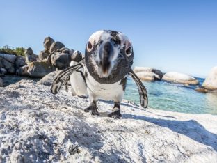How to go Swimming with Penguins in Cape Town