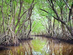 River of Grass: A guide to the Everglades National Park