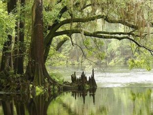 Beyond Orlando:Three great Florida state parks