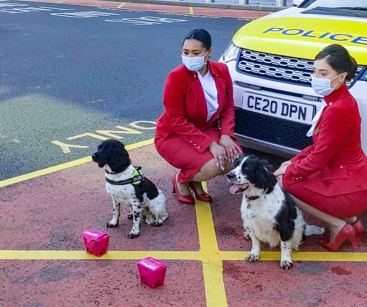 Working dogs at Heathrow
